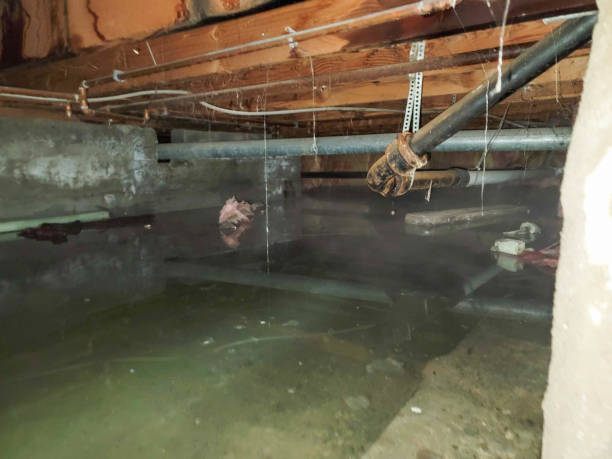 Best Water damage contractors near me  in Arbuckle, CA
